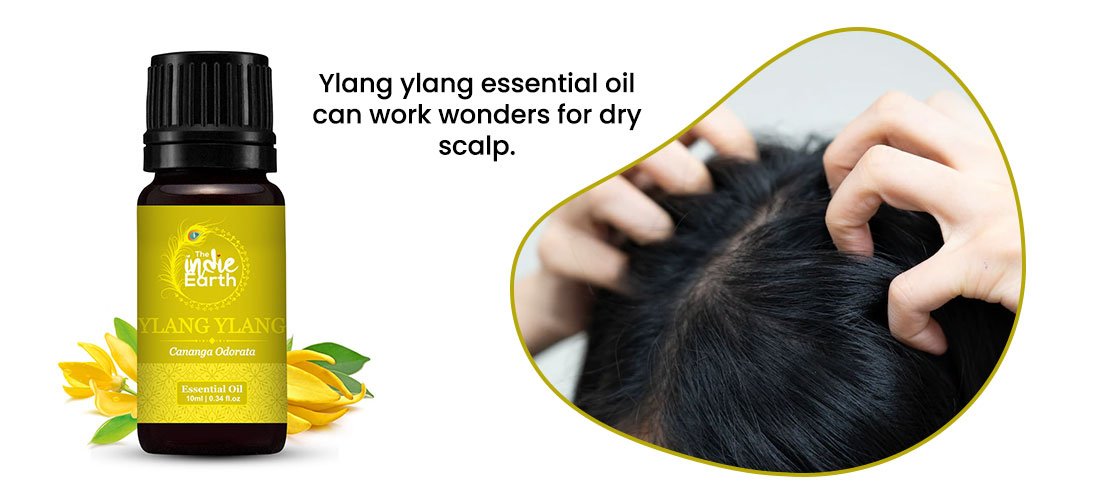 Ylang-ylang-Essential-Oil-1